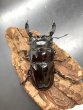 画像3: レギウスオオツヤクワガタ　♂７３ｍｍ／♀４５ｍｍ成虫ペア　 (3)