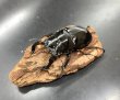 画像2: タランドゥスオオツヤクワガタ　♂８２ｍｍ／♀５０ｍｍ成虫ペア　 (2)