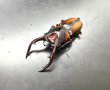 画像2: ミラビリスノコギリ　♂５８ｍｍ／♀３３ｍｍ　成虫ペア (2)