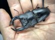 画像3: オオクワガタ（アンバランス血統）　♂７３ｍｍ／４８ｍｍ成虫ペア (3)