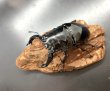 画像2: タランドゥスオオツヤクワガタ　♂８３ｍｍ／♀５１ｍｍ成虫ペア　 (2)