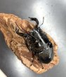 画像3: タランドゥスオオツヤクワガタ　♂８１ｍｍ／♀５０ｍｍ成虫ペア　 (3)