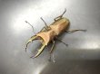画像2: トルンカートゥスホソアカクワガタ　♂５４ｍｍ／♀２９ｍｍ成虫ペア　 (2)