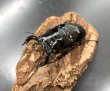 画像2: タランドゥスオオツヤクワガタ　♂６６ｍｍ／♀４８ｍｍ成虫ペア　 (2)
