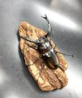 画像2: ディティエールシカクワガタ　♂７９ｍｍ／♀４２ｍｍ成虫ペア　 (2)
