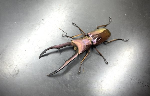 画像1: メタリフェルホソアカクワガタ（ブルーパープル血統）　♂６４ｍｍ　成虫ペア　 (1)