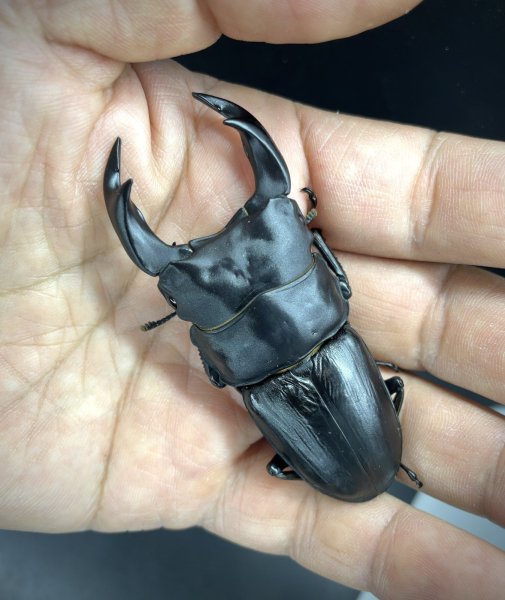 画像1: オオクワガタ（極太血統：アンバランス血統）　♂７４ｍｍ／４８ｍｍ成虫ペア　 (1)