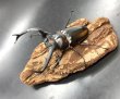 画像1: ディティエールシカクワガタ　♂７９ｍｍ／♀４２ｍｍ成虫ペア　 (1)