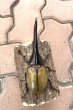画像2: D.H.ヘラクレスオオカブト 　♂１４４ｍｍ／♀７０ｍｍ　成虫ペア  (2)