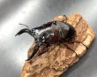 画像1: レギウスオオツヤクワガタ　♂８０ｍｍ／♀４７ｍｍ成虫ペア　 (1)
