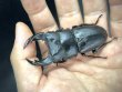 画像1: オオクワガタ（極太血統 鬼若子）　♂７０ｍｍ／♀４６ｍｍ成虫ペア (1)