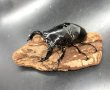 画像1: タランドゥスオオツヤクワガタ　♂８３ｍｍ／♀５１ｍｍ成虫ペア　 (1)