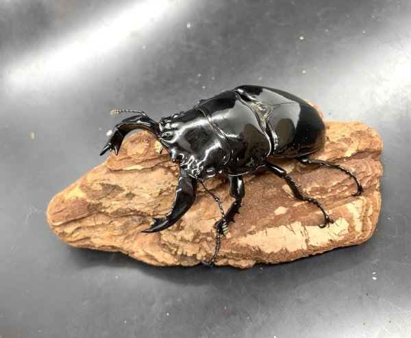 画像1: タランドゥスオオツヤクワガタ　♂８３ｍｍ／♀５１ｍｍ成虫ペア　 (1)
