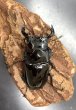 画像3: タランドゥスオオツヤクワガタ　♂６６ｍｍ／♀４８ｍｍ成虫ペア　 (3)