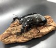 画像1: タランドゥスオオツヤクワガタ（ホワイトアイ）　♂８１ｍｍ／♀５０ｍｍ　成虫ペア　 (1)
