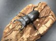 画像1: ヒメオオクワガタ　♂４７ｍｍA'品／♀３４ｍｍ　成虫ペア (1)