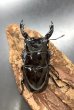 画像3: レギウスオオツヤクワガタ（ホワイトアイ）　♂７５ｍｍ／♀４５ｍｍ成虫ペア　 (3)