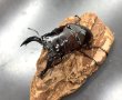 画像2: レギウスオオツヤクワガタ　♂８０ｍｍ／♀４７ｍｍ成虫ペア　 (2)