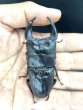 画像3: オオクワガタ（極太個体：アンバランス血統）　♂７５ｍｍ／４９ｍｍ成虫ペア　 (3)