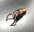 画像1: ミラビリスノコギリ　♂５８ｍｍ／♀３３ｍｍ　成虫ペア (1)