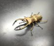 画像1: トルンカートゥスホソアカクワガタ　♂６３ｍｍ／♀３０ｍｍ成虫ペア　 (1)