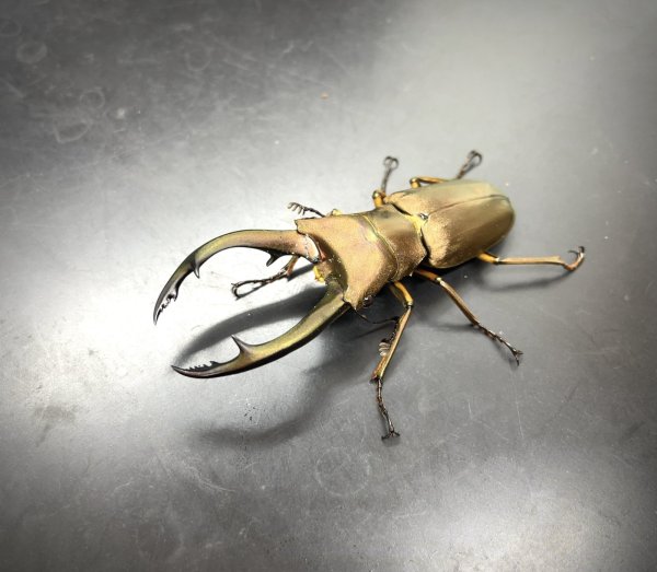 画像1: トルンカートゥスホソアカクワガタ　♂６３ｍｍ／♀３０ｍｍ成虫ペア　 (1)