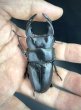 画像3: オオクワガタ（極太血統 鬼若子）　♂７５ｍｍ／♀４９ｍｍ成虫ペア (3)