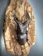 画像2: ノコギリクワガタ（兵庫県多可町産）　♂６０〜６４ｍｍ　成虫ペア　 (2)