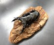 画像2: レギウスオオツヤクワガタ（ホワイトアイ）　♂７５ｍｍ／♀４５ｍｍ成虫ペア　 (2)