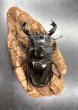 画像3: タランドゥスオオツヤクワガタ　♂８２ｍｍ／♀５０ｍｍ成虫ペア　 (3)