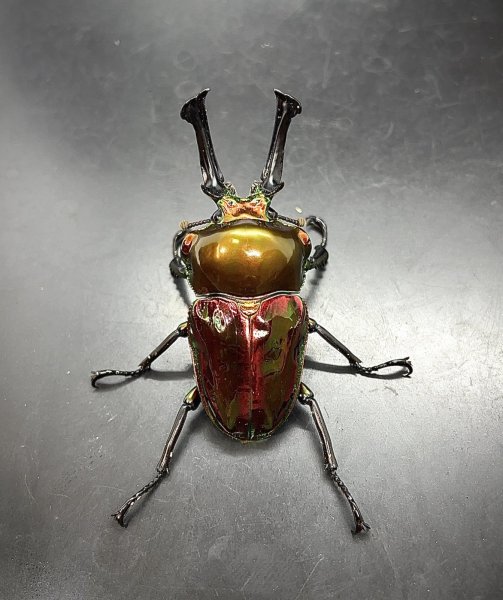 画像1: ニジイロクワガタ（レッドピカール血統）♂５６ｍｍ♀３７ｍｍ成虫ペア　 (1)