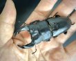 画像2: オオクワガタ（アンバランス血統）　♂７５ｍｍ／４９ｍｍ成虫ペア (2)