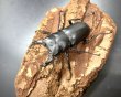 画像1: ヒメオオクワガタ　♂４７ｍｍ／♀３４ｍｍ　成虫ペア (1)