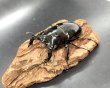 画像1: タランドゥスオオツヤクワガタ　♂６９ｍｍ／♀４３ｍｍ成虫ペア　 (1)