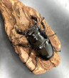 画像2: タランドゥスオオツヤクワガタ　♂６９ｍｍ／♀４３ｍｍ成虫ペア　 (2)