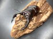 画像1: アマミノコギリクワガタ　♂７７ｍｍ／♀４１ｍｍ　成虫ペア　 (1)