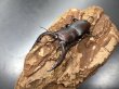 画像1: ノコギリクワガタ（兵庫県多可町産）　♂６０〜６４ｍｍ　成虫ペア　 (1)