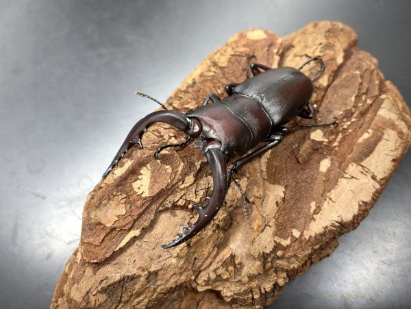 画像1: ノコギリクワガタ（兵庫県多可町産）　♂６０〜６４ｍｍ　成虫ペア　 (1)