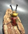 画像1: ニジイロクワガタ（レッドピカール血統）♂５９ｍｍ♀３９ｍｍ成虫ペア (1)