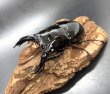 画像1: レギウスオオツヤクワガタ（ホワイトアイ）　♂７５ｍｍ／♀４５ｍｍ成虫ペア　 (1)