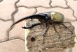 画像1: D.H.ヘラクレスオオカブト 　♂１４８ｍｍ／♀７０ｍｍ　成虫ペア  (1)