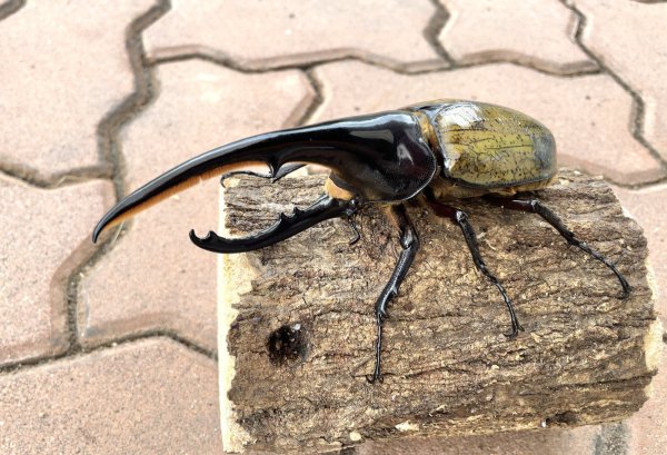 画像1: D.H.ヘラクレスオオカブト 　♂１４８ｍｍ／♀７０ｍｍ　成虫ペア  (1)