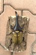 画像2: D.H.ヘラクレスオオカブト 　♂１２１ｍｍＡ’品／♀６３ｍｍ　成虫ペア  (2)