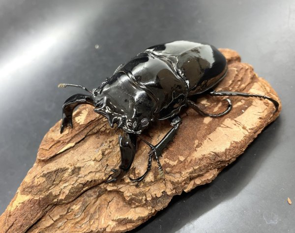 画像1: タランドゥスオオツヤクワガタ　♂７９ｍｍ／♀５２ｍｍＡ’　成虫ペア　 (1)