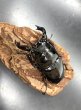 画像2: タランドゥスオオツヤクワガタ　♂７７ｍｍ／♀５１ｍｍ成虫ペア　 (2)