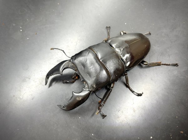 画像1: スマトラヒラタ（アチェ）　♂９８ｍｍ／♀５０ｍｍ成虫ペア　 (1)