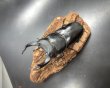 画像3: オオクワガタ（能勢ＹＧ血統）　♂８７ｍｍＡ’品／♀５６ｍｍＡ’品　成虫ペア　 (3)