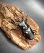 画像2: ドンキエルクワガタ（ハンプイ）　♂５９ｍｍ／♀４３ｍｍ　成虫ペア (2)