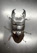 画像2: スマトラヒラタ（アチェ）　♂９８ｍｍ／♀５０ｍｍ成虫ペア　 (2)