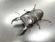 画像2: スマトラヒラタ（アチェ）　♂９９ｍｍ／♀５１ｍｍ成虫ペア　 (2)